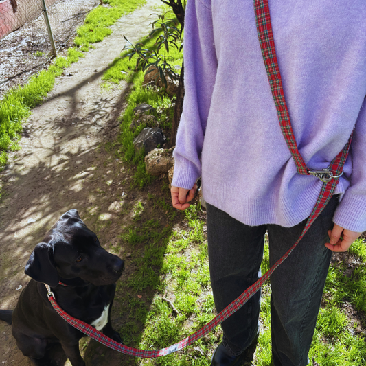 Multipositionsgurt - Looney Tunes